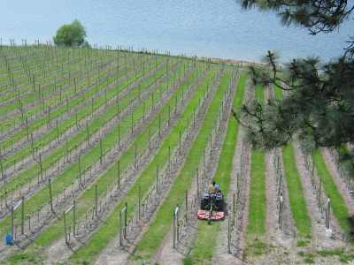 Kelowna-Winfield, Reben, nichts als Reben