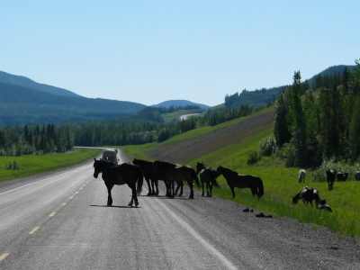 Muncho Lake Provincial Park, wilde Pferde