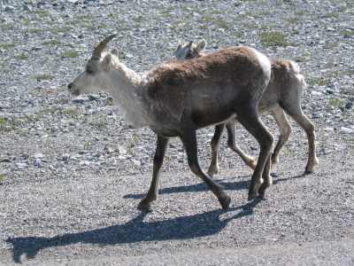 Muncho Lake Provincial Park, wilde Bergziegen