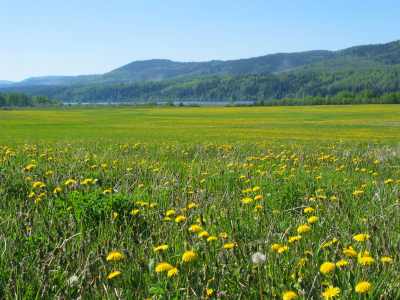 Burns Lake, Blumenwiese
