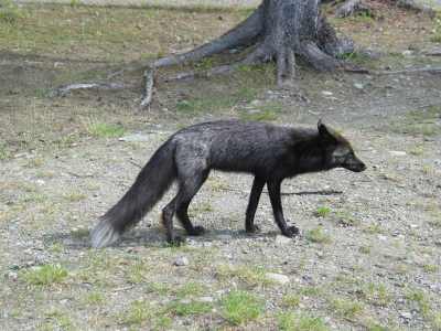 Dease River Crossing Campingplatz, Fuchs zu Besuch