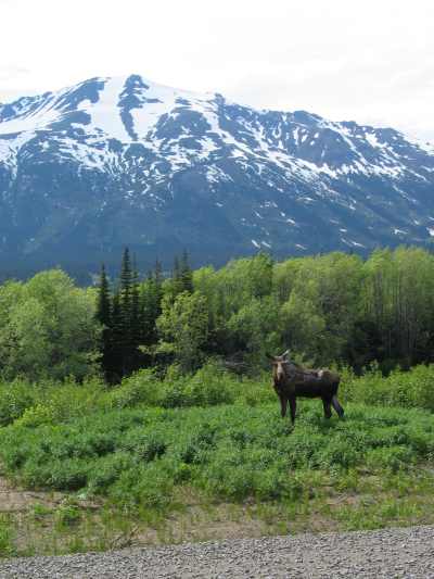 Stewart Cassiar Highway, Elch