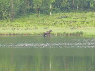 Toad River RV Park, Aha ein Elch!